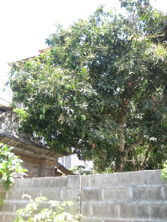【写真】庭のマンゴーの木