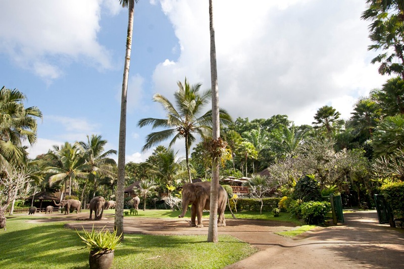*エレファントパークツアー（象乗りはできません）※対象年齢 1才～75才  